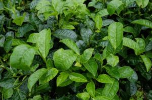 the beautiful Kemuning Tea Garden